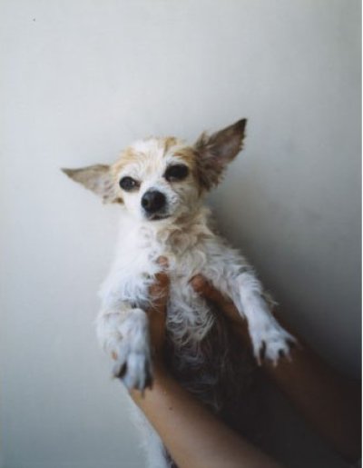画像1: ホンマタカシ: My Dog, Royce 1, 2005 (1)