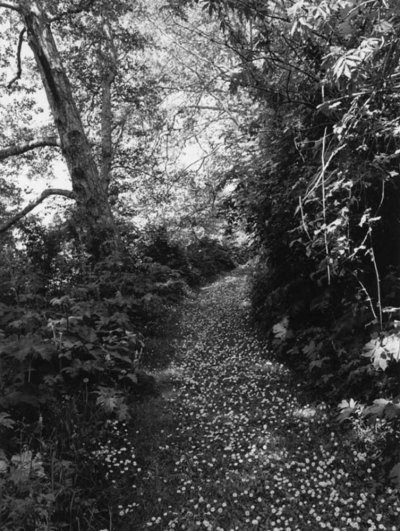 画像1: Robert Adams: An Old Forest Road (1)