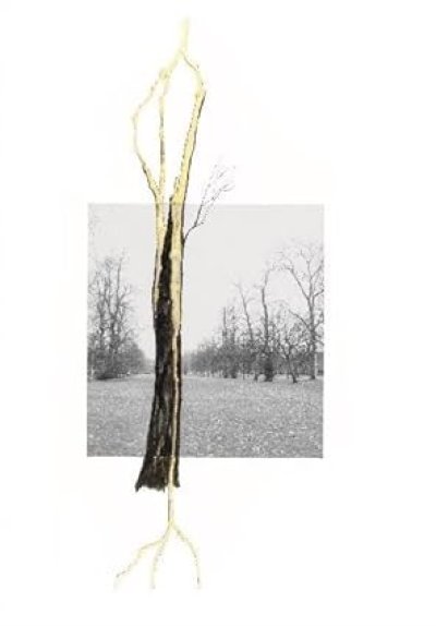 画像1: Giuseppe Penone: Thoughts In The Roots (1)